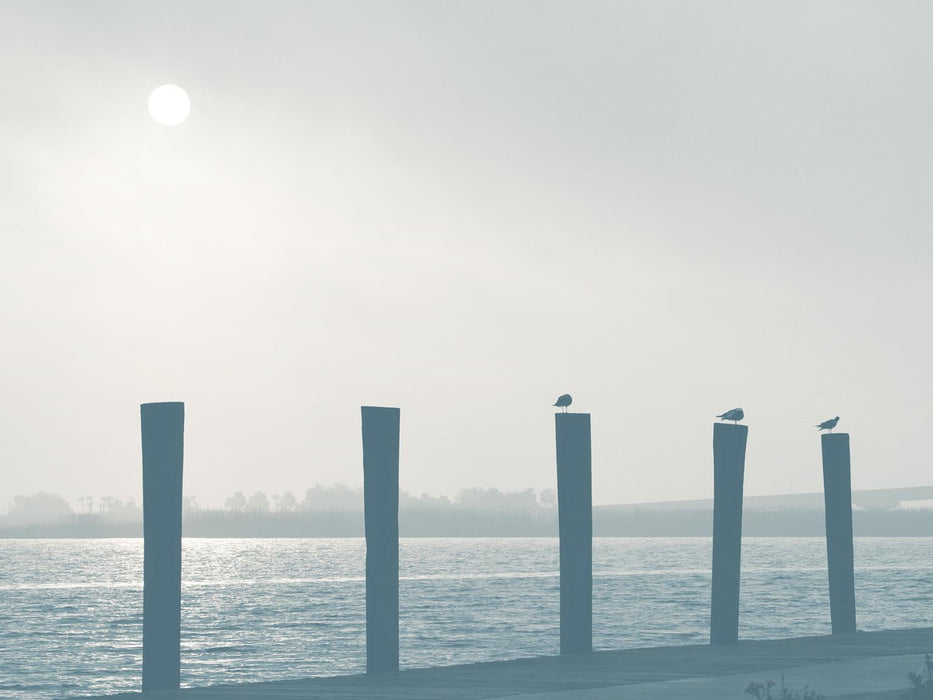 Pelicans By Gail Peck (Framed) - Light Blue