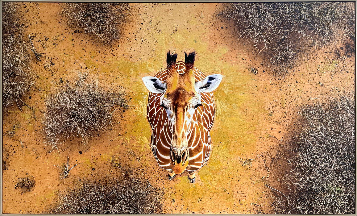 Savanna Gaze Hand-Embellished Canvas In Frame - Brown / Tan