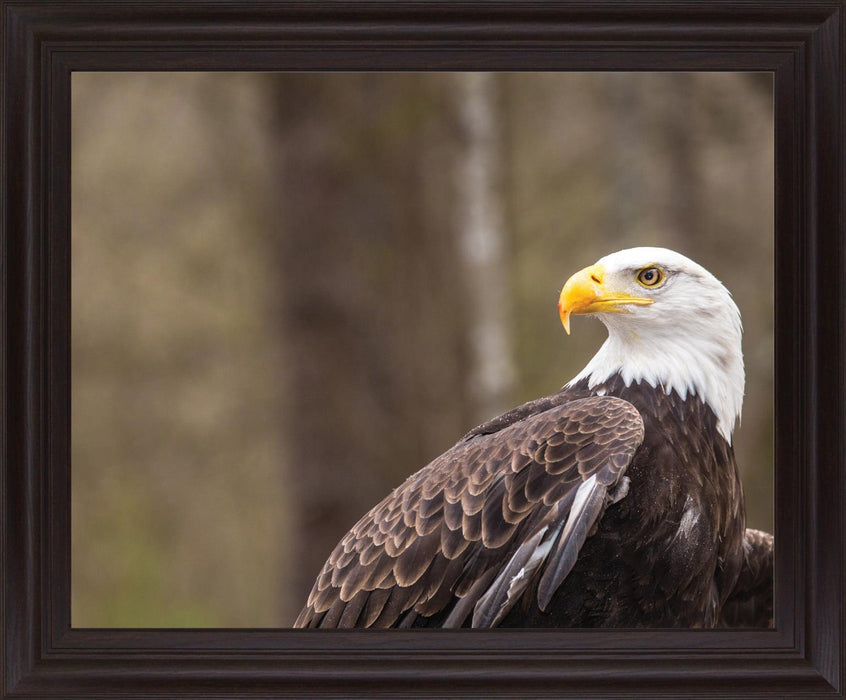 Stoic Watcher - 28" x 34" Framed Wall Art