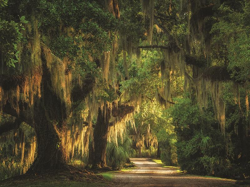 Moss Draped Path By Martin Podt Photography (Framed Small) - Dark Green