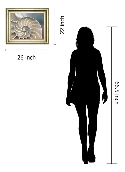 Nautilus By Levine, A. - Framed Print Wall Art - Pearl Silver