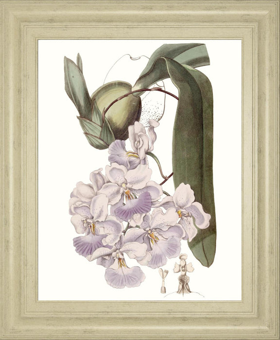 22x26 Lavender Beauties V By Edwards - Pink