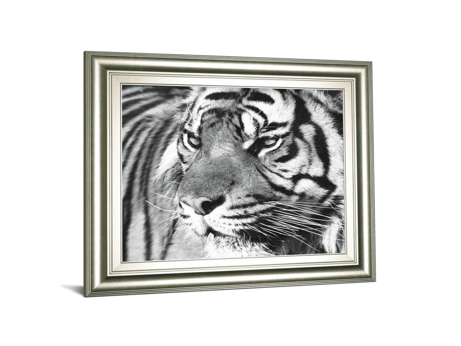 Tiger Eyes By Xavier Ortega - Framed Print Wall Art - Black