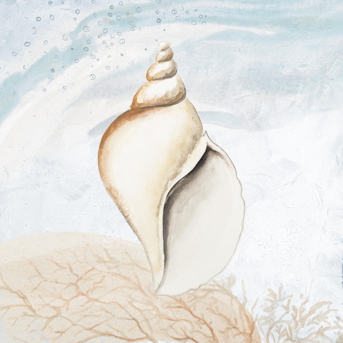 Ocean Oasis Tropical Seashell I By Patricia Pinto (Framed) (Small) - Light Blue