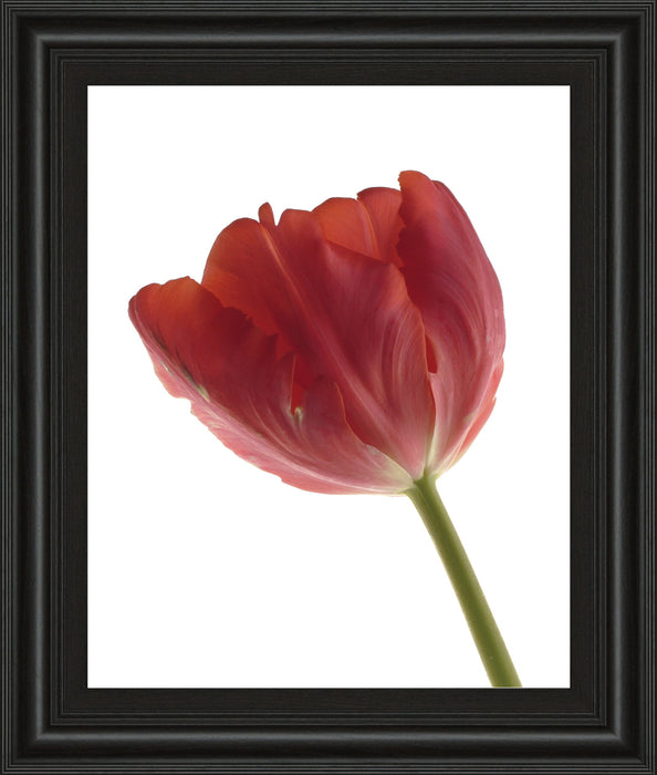 Red Tulip By Art Photo Pro - Framed Print Wall Art - Red