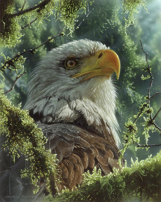 Bald Eagle By Collin Bogle - Green