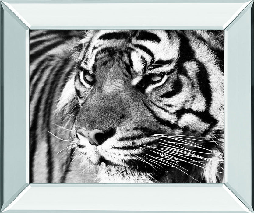 Tiger Eyes By Xavier Ortega - Mirror Framed Print Wall Art - Black