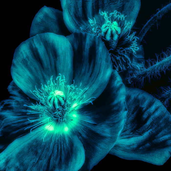 Tempered Glass With Foil - Skeleton Flower - Blue