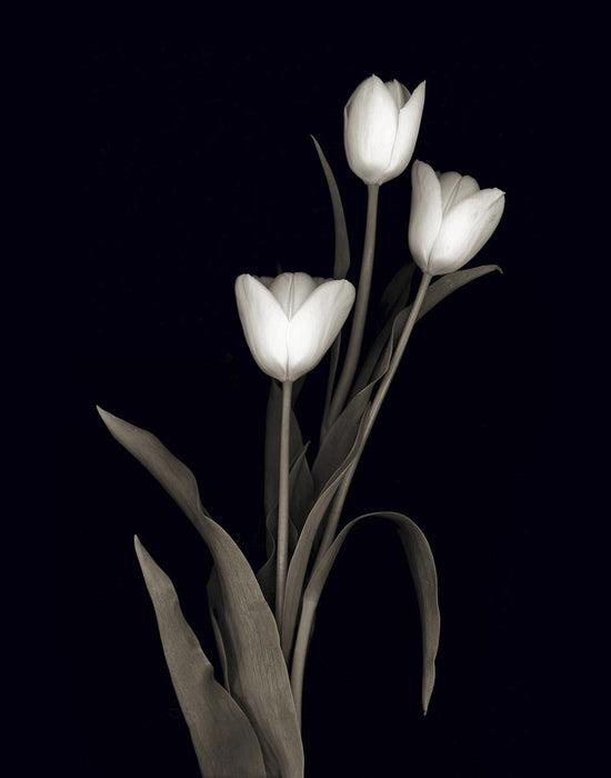 Tulip Pose I By Danita Delimont (Framed) (Small) - Black