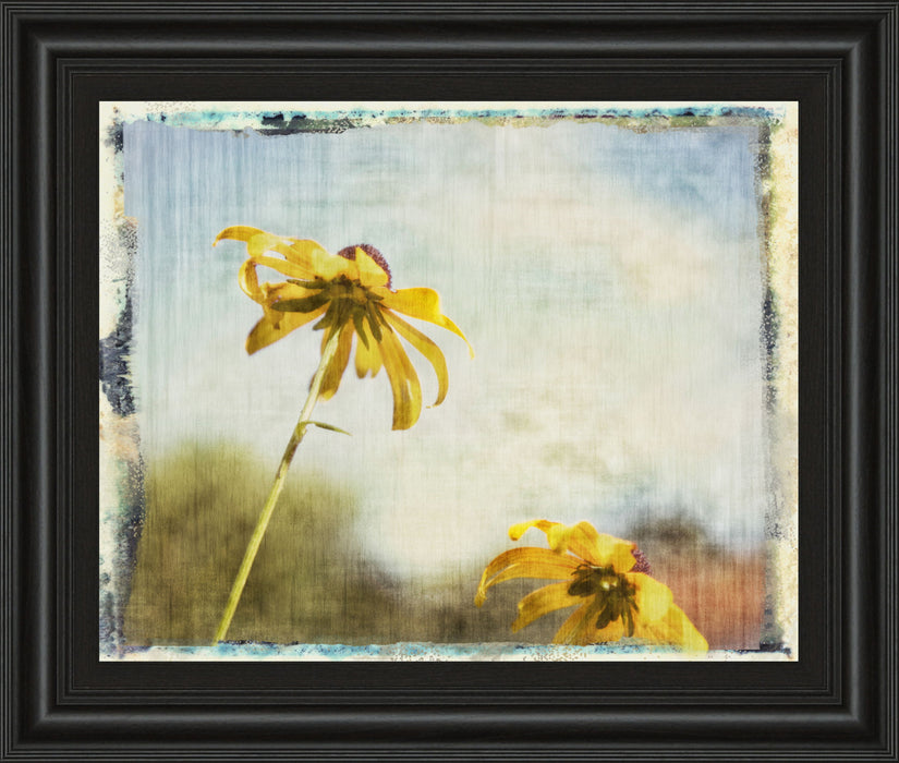 Blackeyed Susan Il By Meghan Mcsweeney - Framed Print Wall Art - Yellow