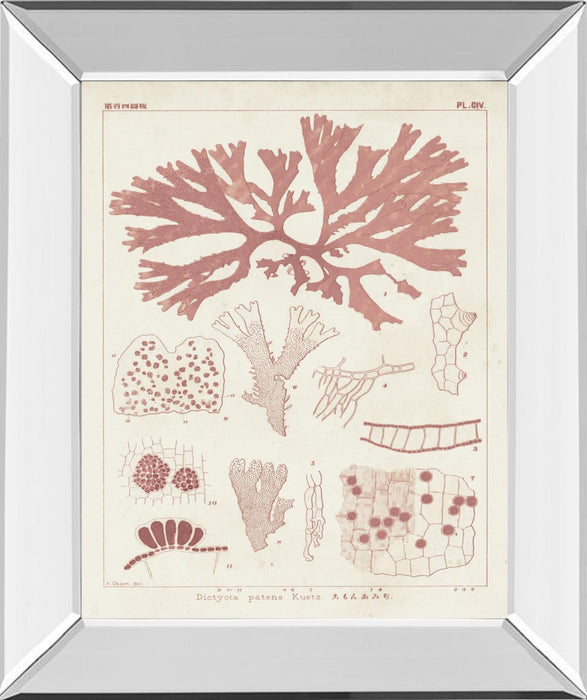 Antique Coral Seaweed III By Vision Studio - Pink