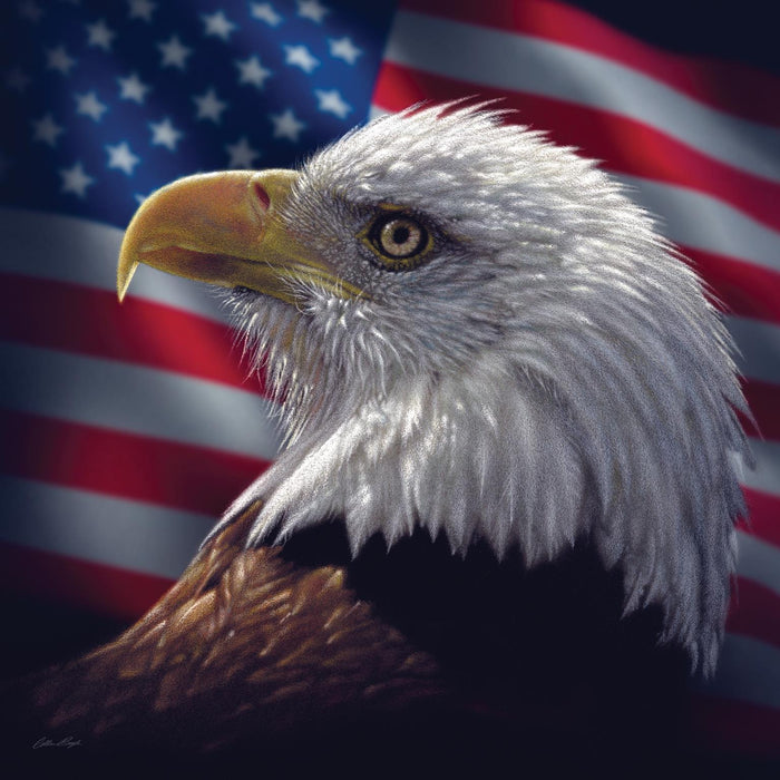 Framed Small - American Bald Eagle By Collin Bogle - Dark Brown