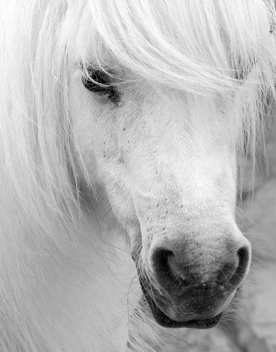 Island Pony I By Danita Delimont (Framed) - Gray