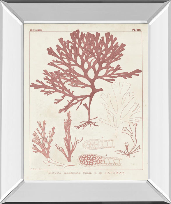 Antique Coral Seaweed II By Vision Studio - Pink
