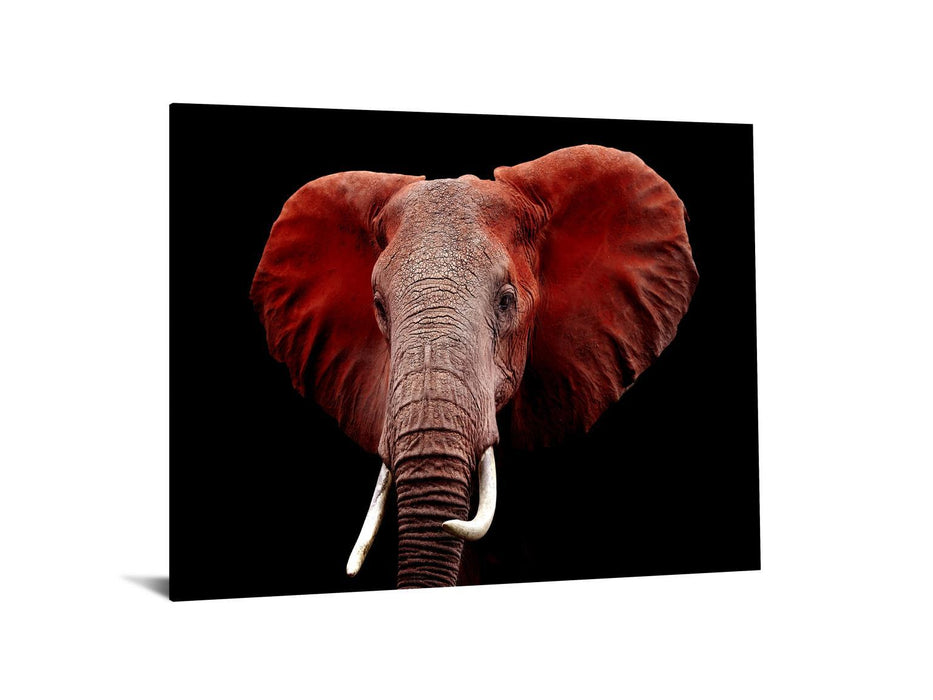 Tempered Glass Plus Foil Elephant - Red