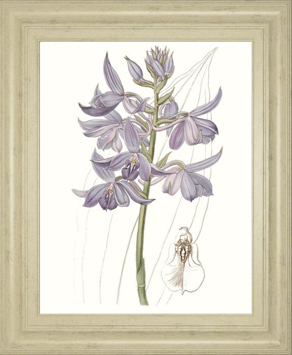 22x26 Lavender Beauties III By Edwards - Purple