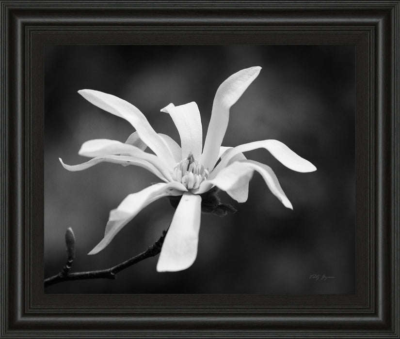 Magnolia Dreams I By Geyman Vitaly - Framed Print Wall Art - White