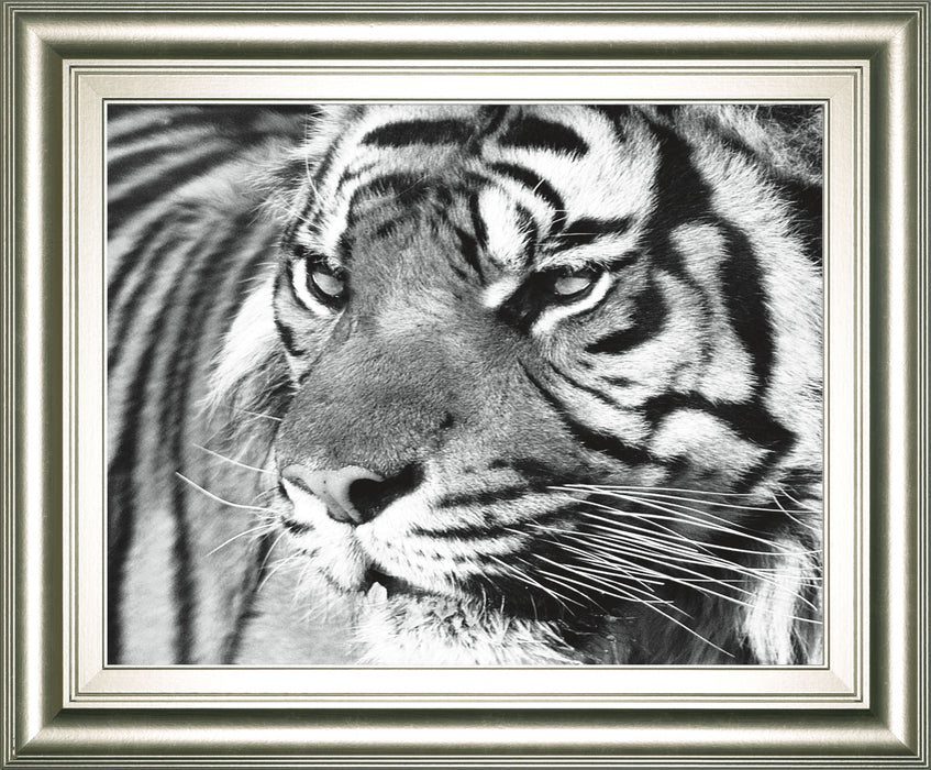 Tiger Eyes By Xavier Ortega - Framed Print Wall Art - Black