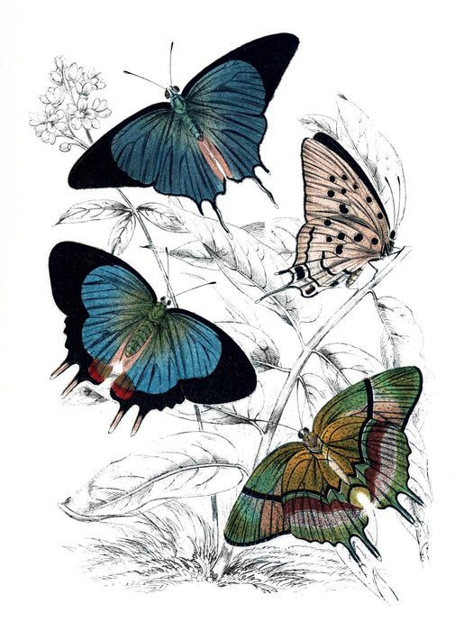 Butterfly Study I By Piddix (Framed) - Blue