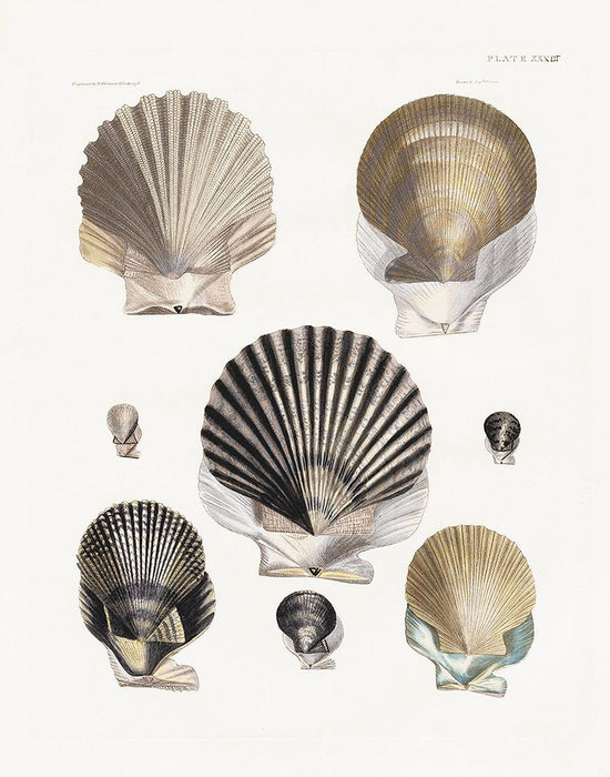 Vintage Shell I By Kelly Donovan - White
