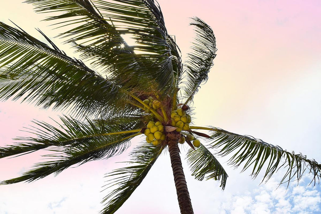 Palm Breeze By Natalie Carpentieri (Framed) - Dark Green
