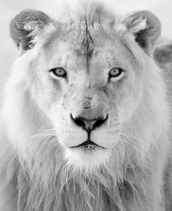 Framed Small - Black And White Lion - Pearl Silver