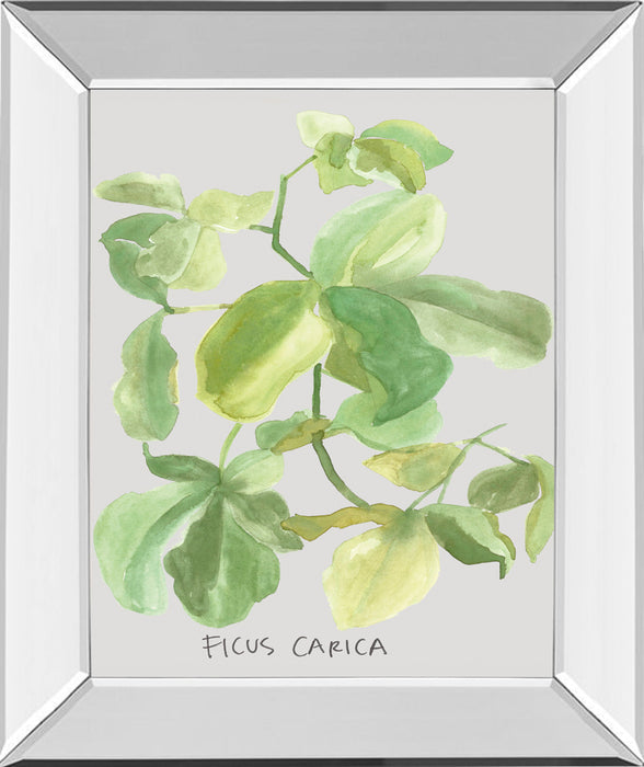 Ficus Carica By Katrien Soeffers - Mirror Framed Print Wall Art - Green