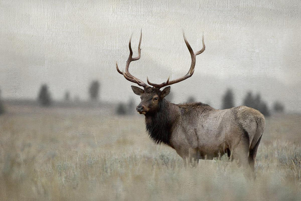Grand Elk By Danita Delimont (Framed) - Dark Gray