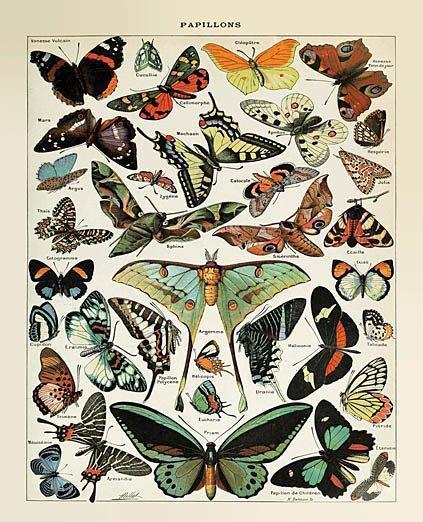 Papillons 1 By Susan Ball - Green
