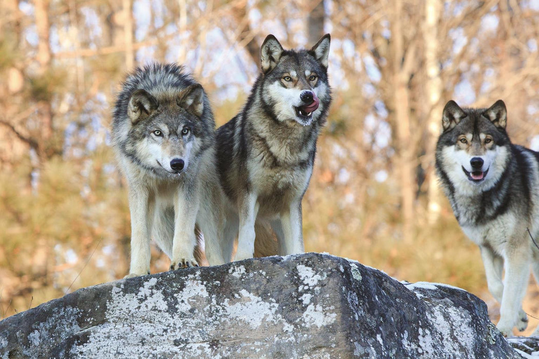 Three Wolves By Classy Art (Framed) - Dark Gray