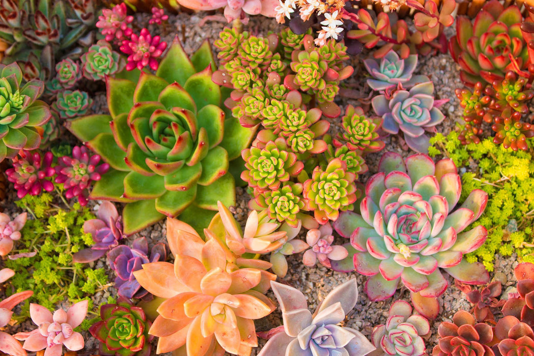 Tempered Glass With Foil - Succulent Dreams - Green
