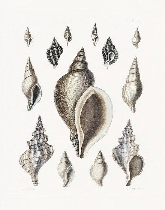 Vintage Shell II By Kelly Donovan (Framed) - White
