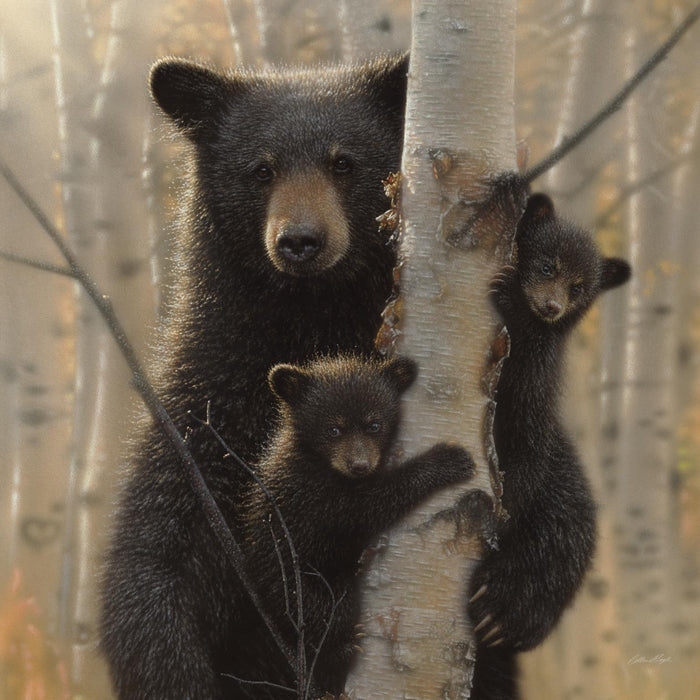 Framed - Black Bear By Collin Bogle - Dark Brown