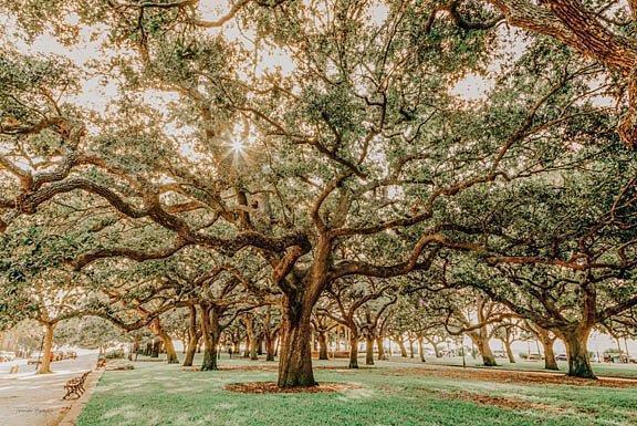 Low Country Oaks II By Jennifer Rigsby (Framed) (Small) - Green