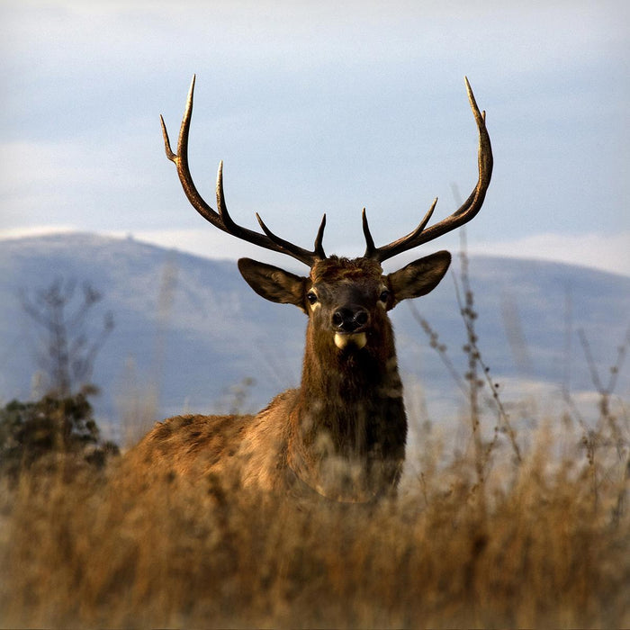 Big Elk Charlo By Danita Delimont (Framed) (Small) - Light Brown