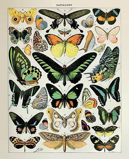 Papillons 2 By Susan Ball - Green