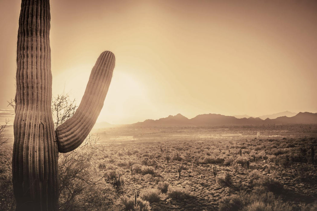 Tempered Glass - Sepia Desert Cactus - Dark Brown