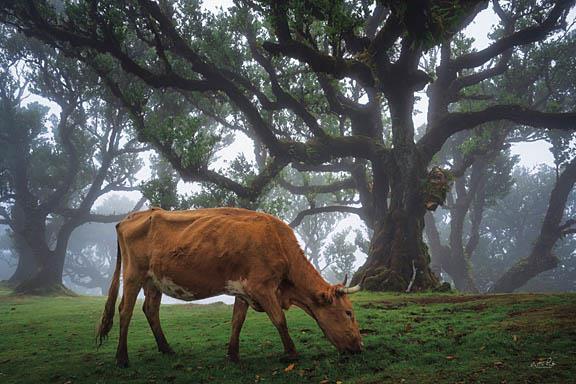 Cow In The Fog By Martin Podt (Framed) - Dark Green