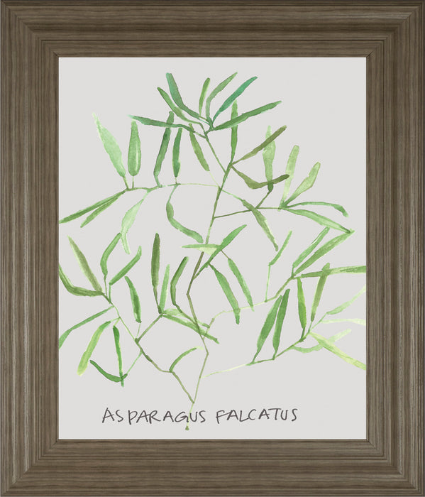Asparogus Falcatus By Katrien Soeffers - Framed Print Wall Art - Green