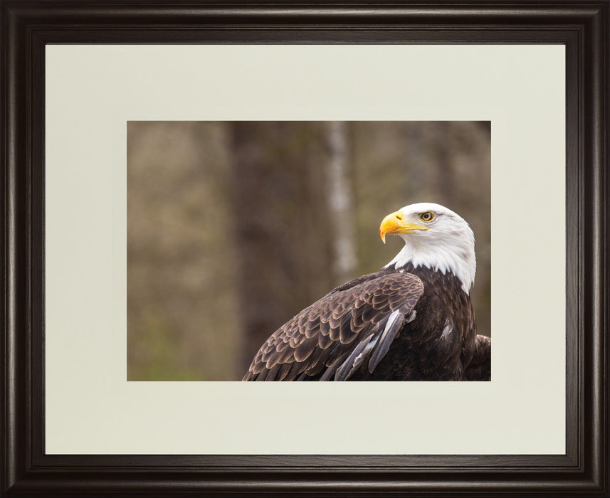 Majestic Eagle By Garytog Double Matted - Framed Print Wall Art - Dark Brown