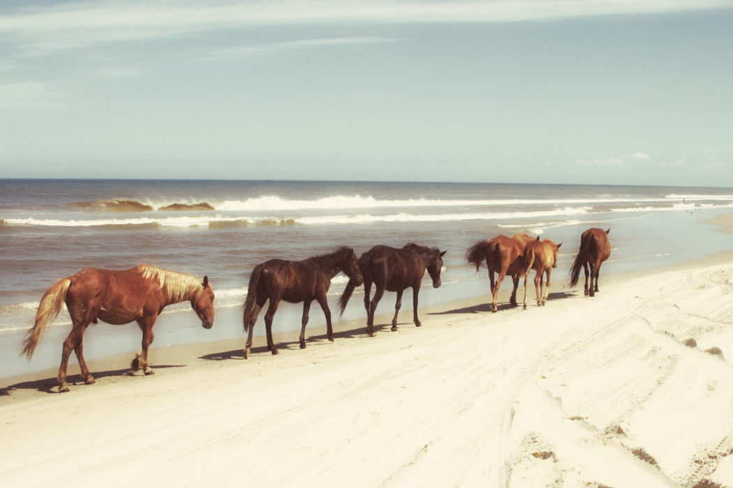 Small - Horses On The Beach By Kathy Mansfield - Light Blue