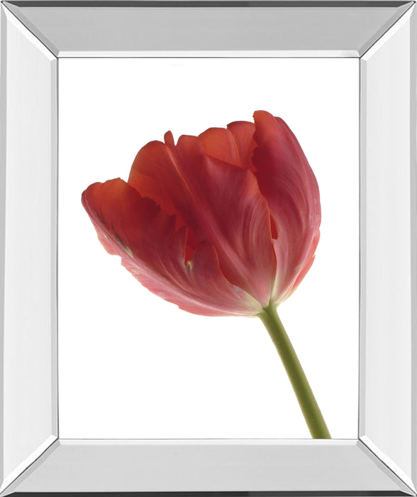 Red Tulip By Art Photo Pro - Mirror Framed Print Wall Art - Red