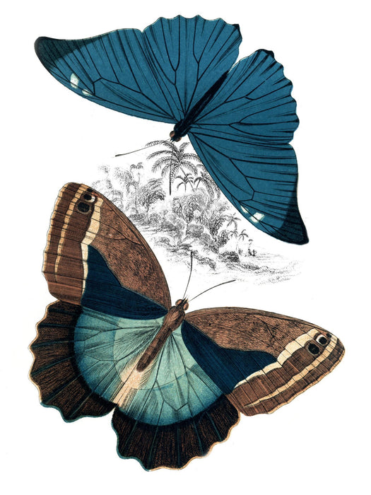 Butterfly Study II By Piddix (Framed) - Blue