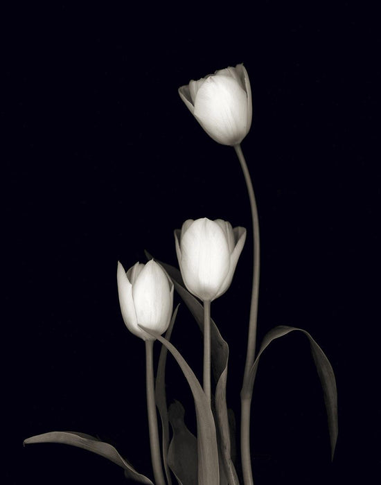 Tulip Pose III By Danita Delimont (Framed) - Black