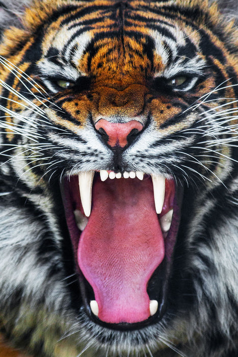 Small - Angry Tiger - Orange