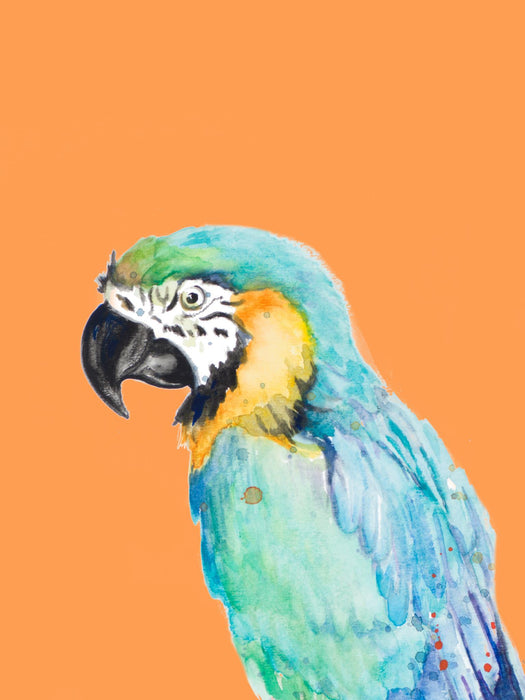 Parrot Portrait By Patricia Pinto (Framed) (Small) - Light Blue