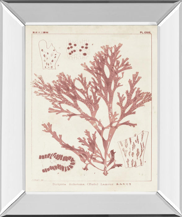 Antique Coral Seaweed I By Vision Studio - Pink