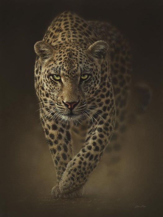Framed Small - Leopard By Collin Bogle - Dark Brown