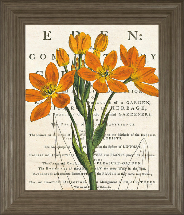 Eurphoria Botany By Sue Schlabach - Framed Print Wall Art - Orange